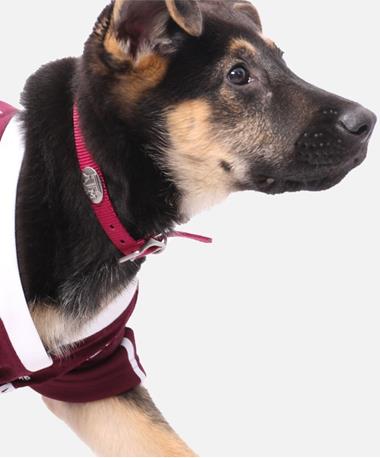 Concho Dog Collar