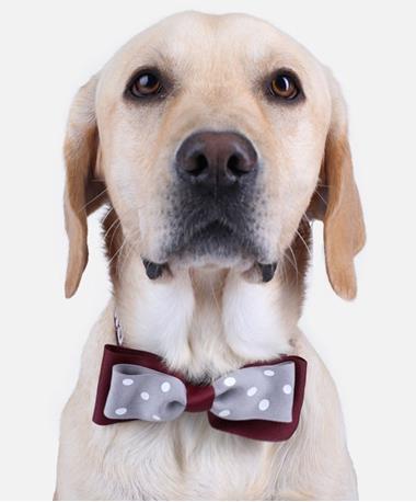 Large Dog Collar Bow